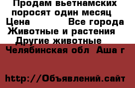 Продам вьетнамских поросят,один месяц › Цена ­ 3 000 - Все города Животные и растения » Другие животные   . Челябинская обл.,Аша г.